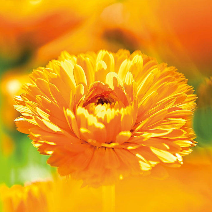 WELEDA Organic Baby Calendula Magic Balm - Balsam universal de cosmetice naturale pentru față și corp pentru îngrijirea și calmarea pielii și buzelor uscate. Balsam bogat universal pentru bebeluși și copii (1x 25g)