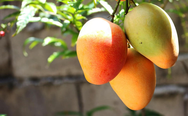 Mundo Feliz, fâșii de mango uscat din agricultura ecologică, 3 x 200 grame