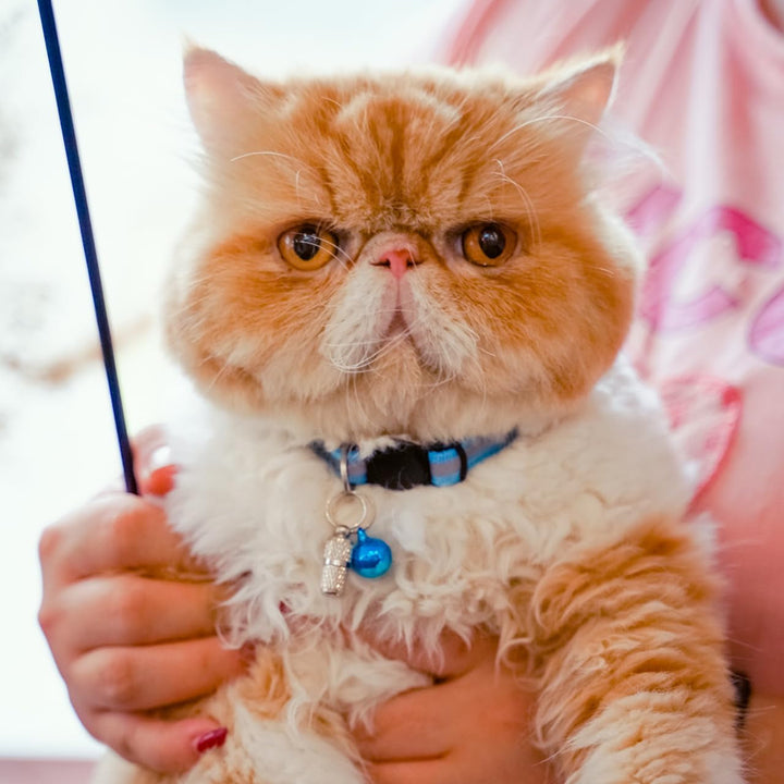 Zgardă reflectorizantă pentru pisici, 12 bucăți, cu nume și adresă și închidere de siguranță, zgardă reglabilă pentru pisoi, accesorii personalizate pentru animale de companie (12 culori și 2 etichete de identificare)