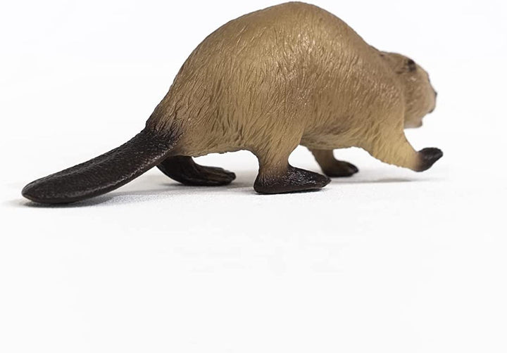 Beaver Beaver