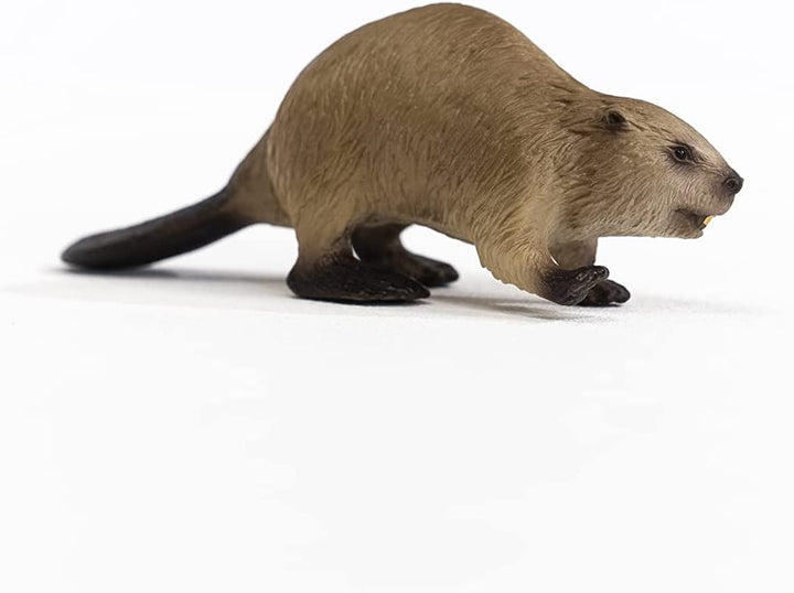Beaver Beaver