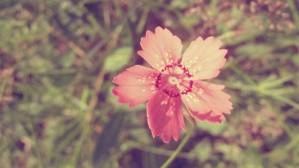 Imagine comestibila, vafa, format A4, Floare (Vintage) Imagini comestibile Nati Shop