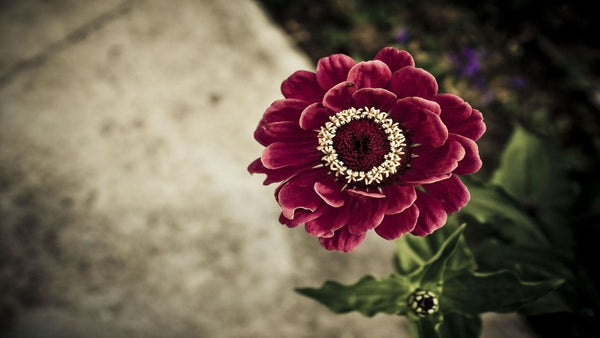 Imagine comestibila, vafa, format A4, Floare (Vintage) Imagini comestibile Nati Shop